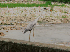 武庫川の野鳥Ⅱ