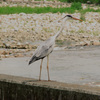 武庫川の野鳥Ⅱ