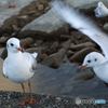 武庫川のカモメⅦ