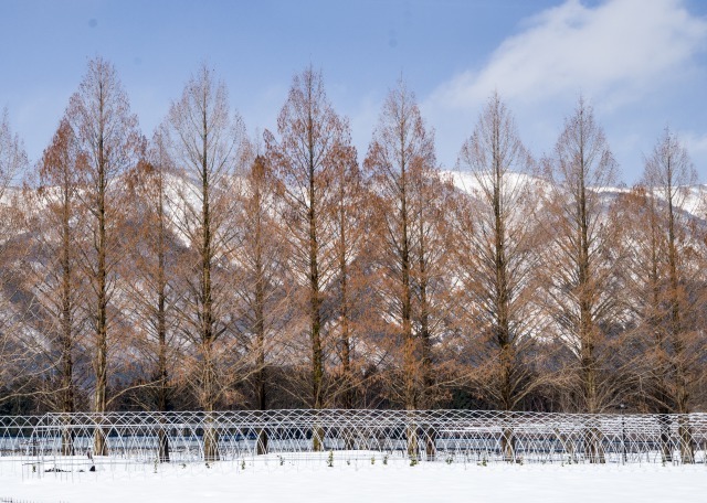 メタセコイア並木