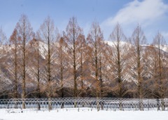 メタセコイア並木