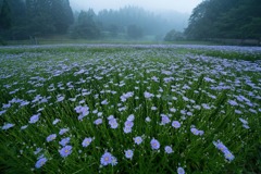 北山友禅菊