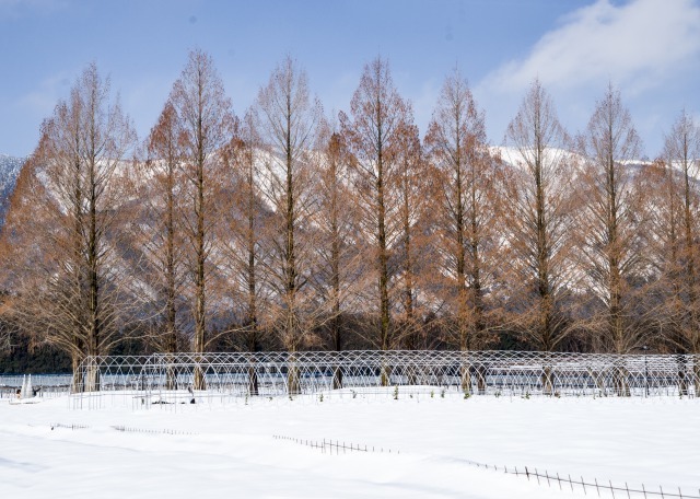 メタセコイア並木