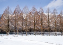 メタセコイア並木