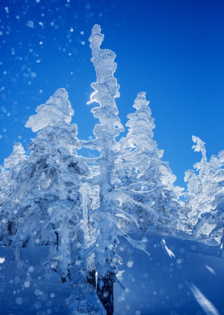 粉雪に光が