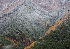 初雪1