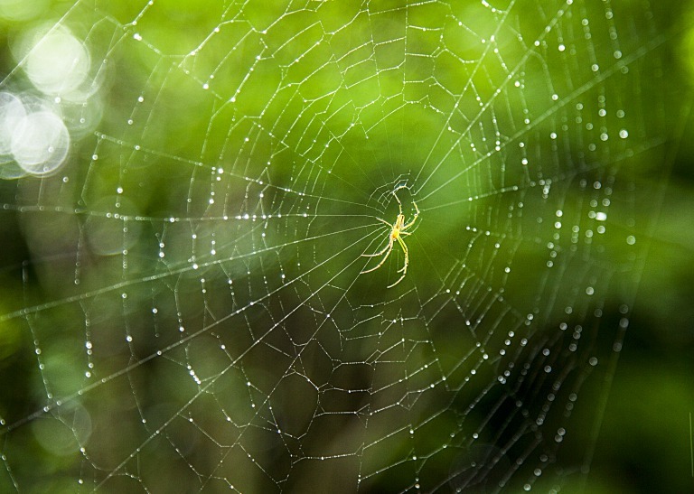 蜘蛛の巣