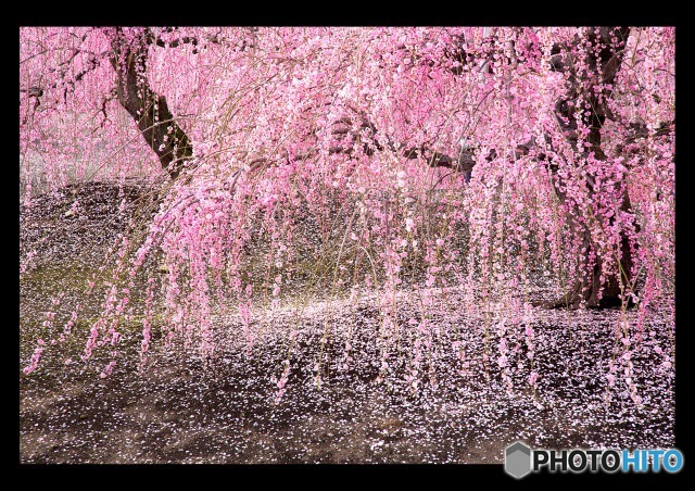 鈴鹿の森