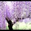 百毫寺の藤
