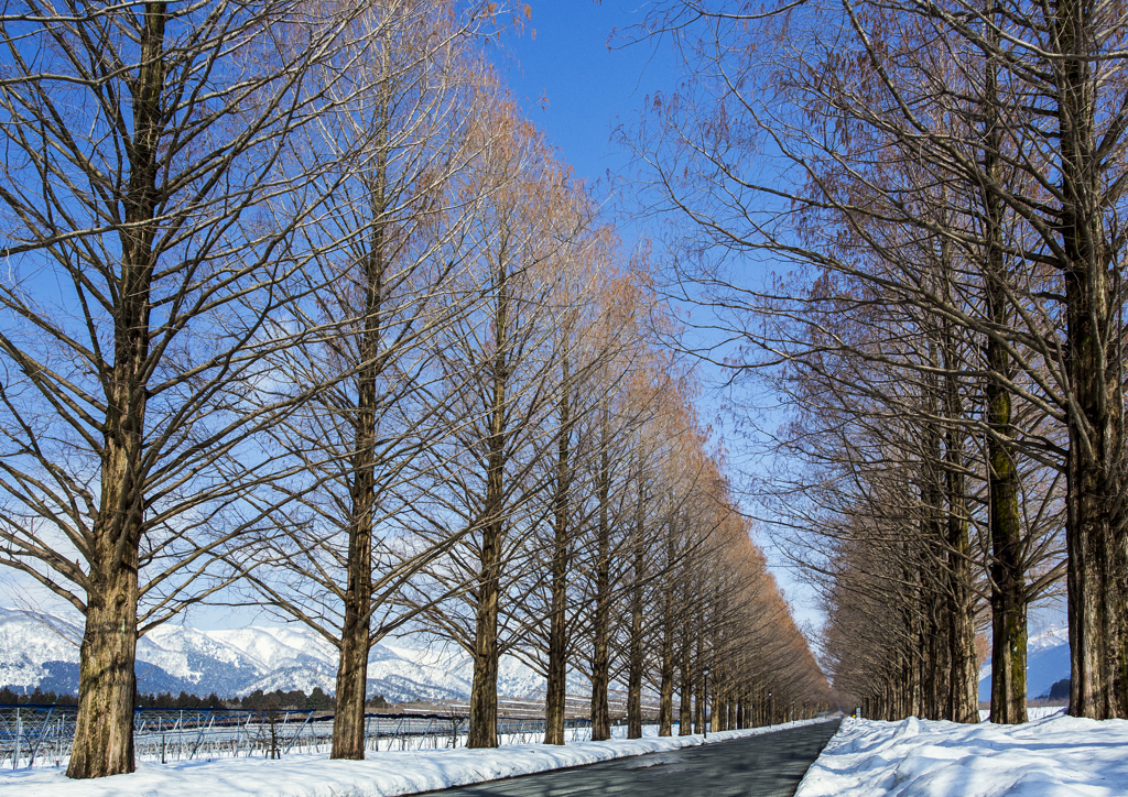 メタセコイア並木