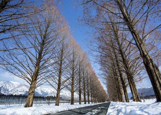 メタセコイア並木