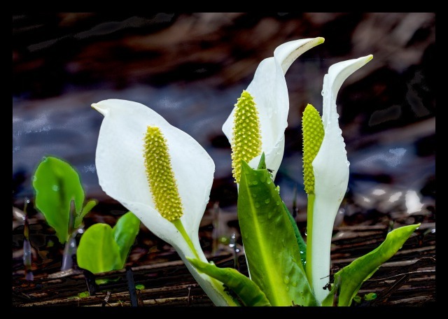 水芭蕉4
