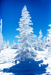 横手山スキ－場で