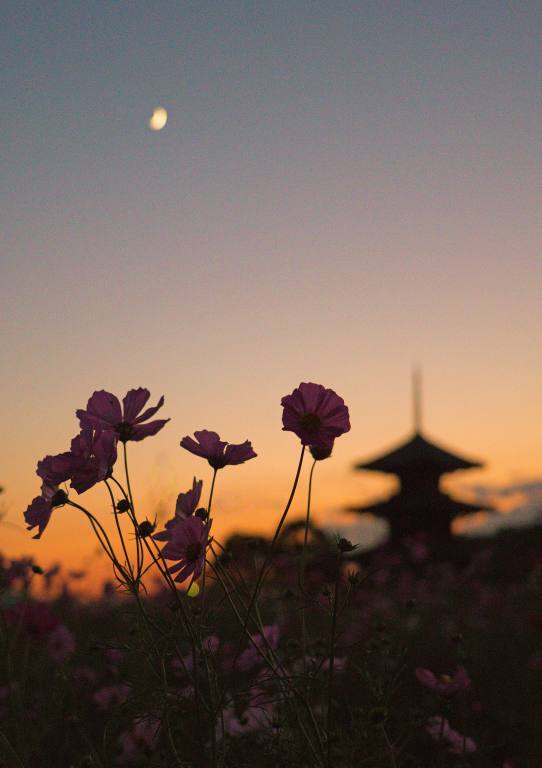 夕景3