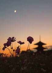 夕景3