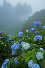 花園あじさい園4