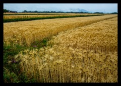麦畑2