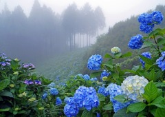 花園あじさい園3