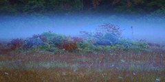 朝霧3
