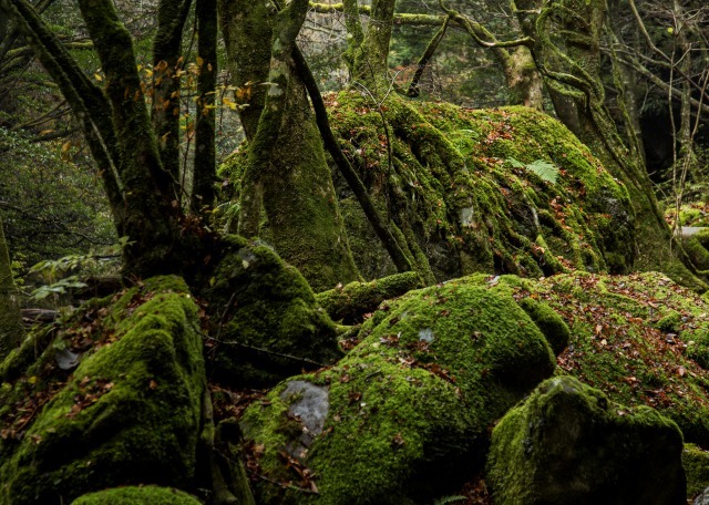 鬱蒼とした森1
