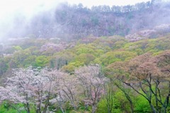 山桜4