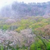 山桜4
