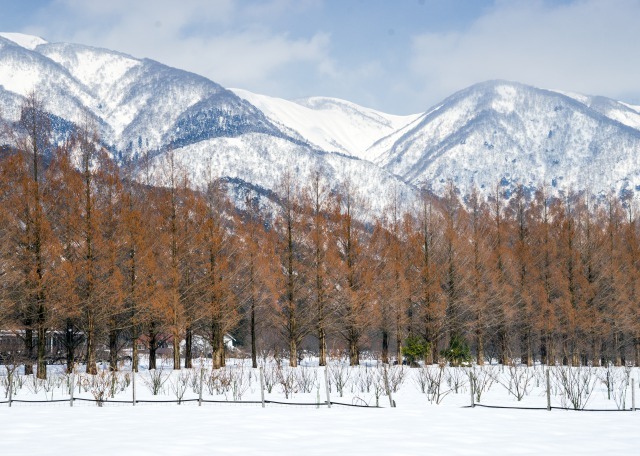 メタセコイア並木