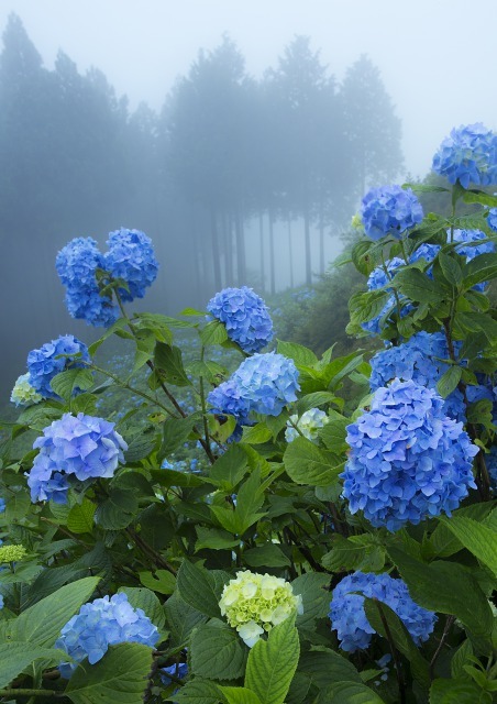 花園あじさい園3