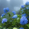 花園あじさい園3