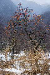 雪と柿1