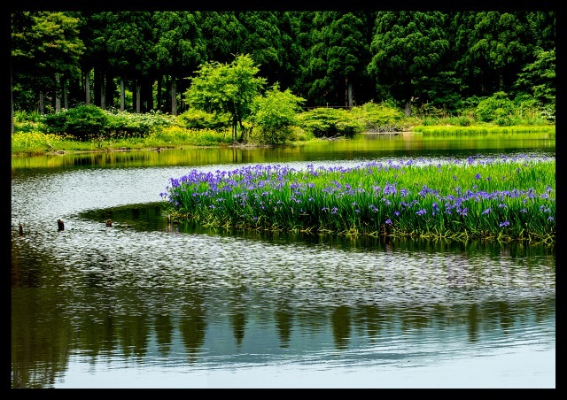平池のカキツバタ1