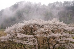 山桜1