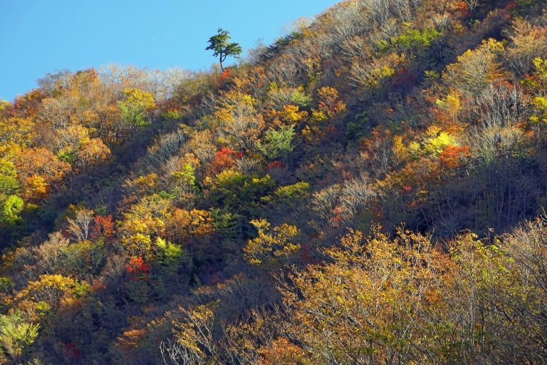 紅葉