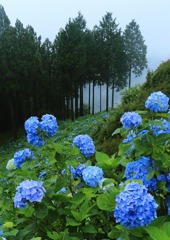 花園あじさい園1