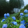花園あじさい園1