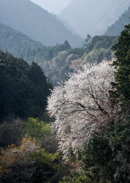 伏尾の一本桜