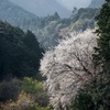 伏尾の一本桜