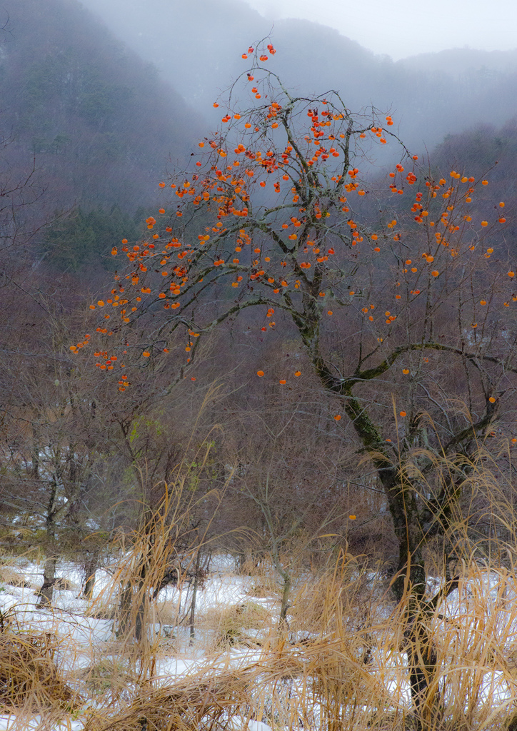 雪と柿2