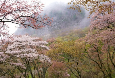 山桜3