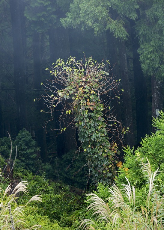 玉置山展望台より