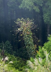 玉置山展望台より