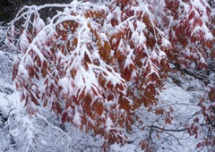 雪景色3