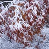 雪景色3