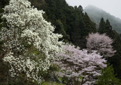 十津川方面へ