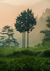 里山の朝