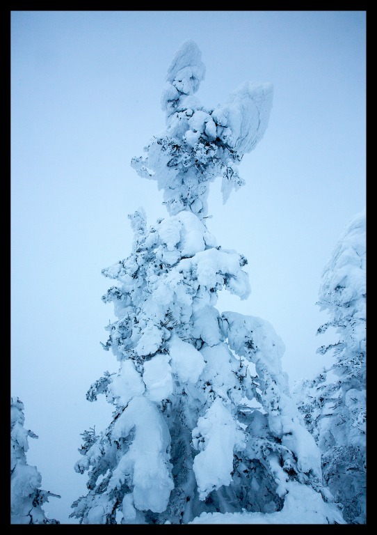 白雪姫？