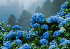 花園あじさい園1