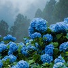 花園あじさい園1