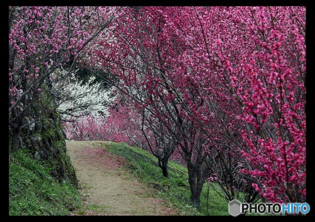 広橋梅林