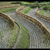 稲架掛け